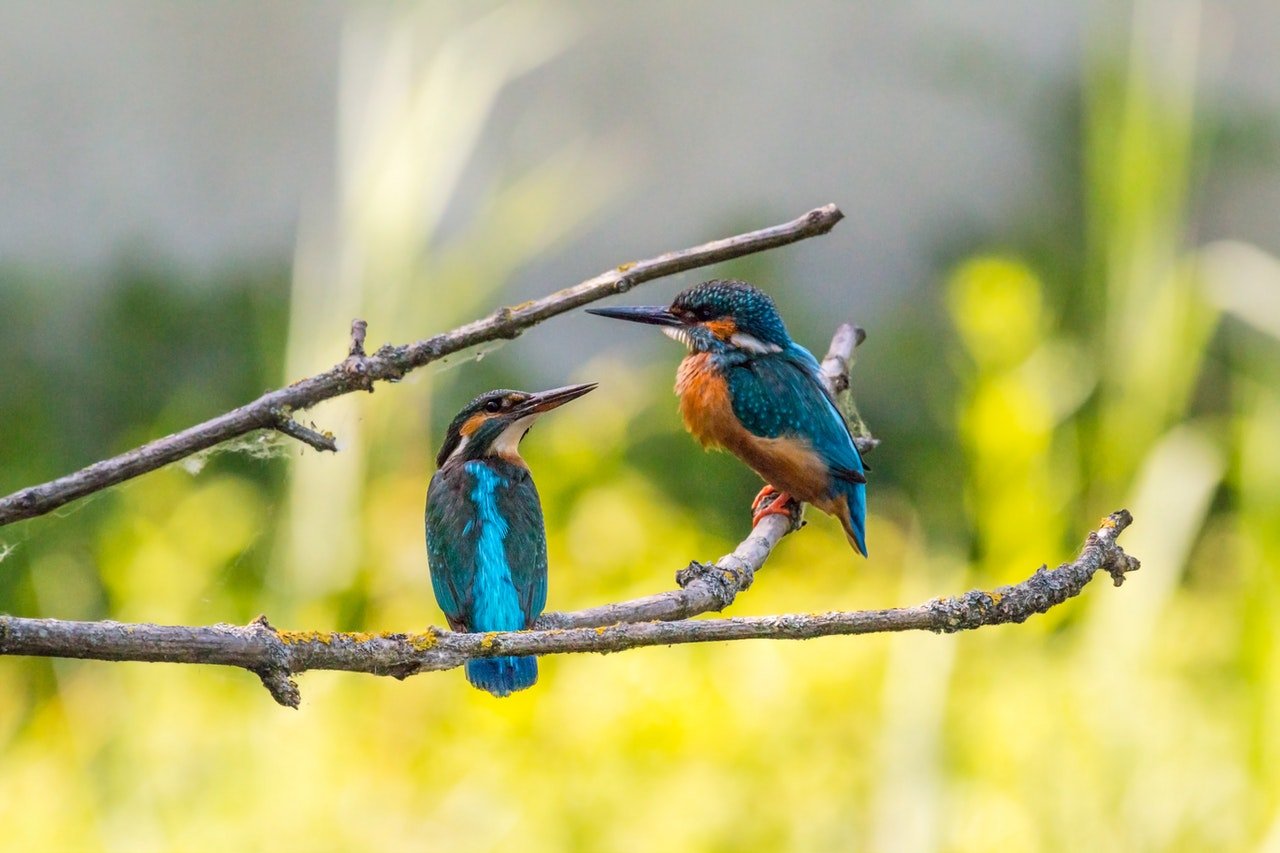 most-popular-bird-species-in-the-world