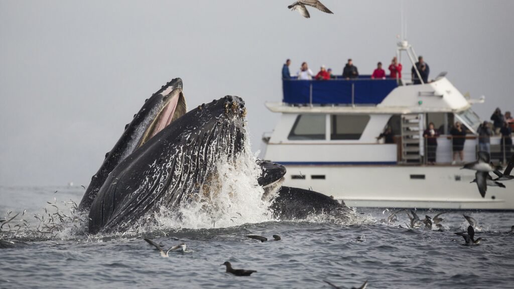 Whale Watching