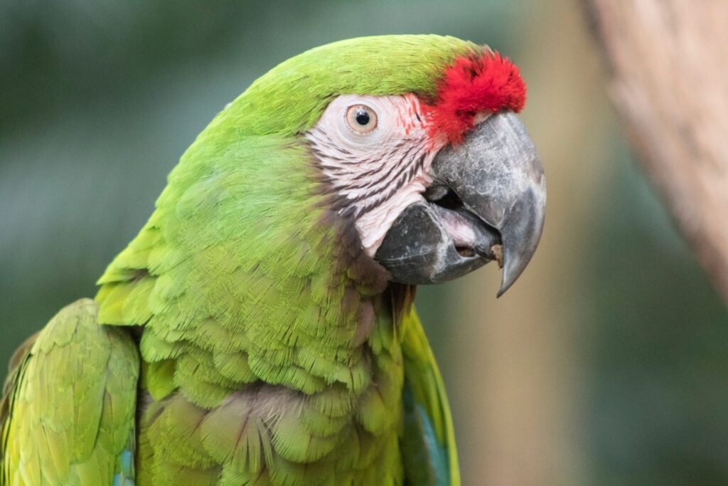 Military Macaws