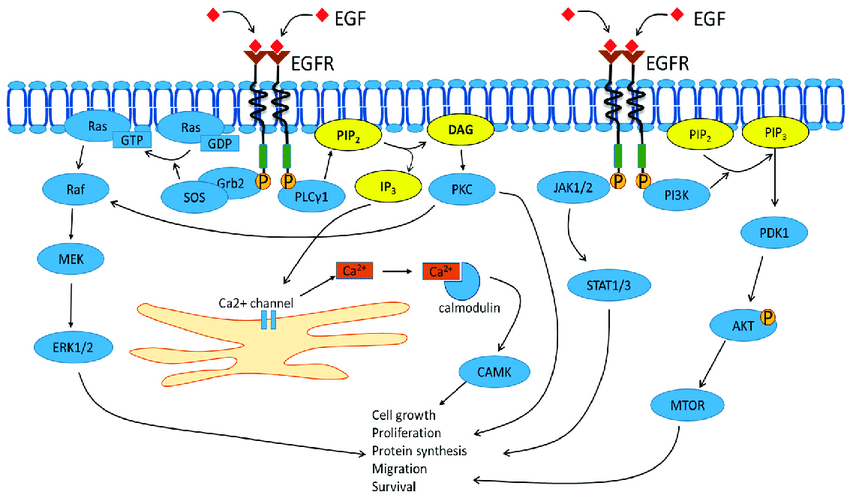 Exploring The Importance Of Growth Factor Receptors In Cell Signaling